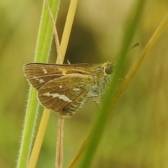 Taractrocera papyria (White-banded Grass-dart) at Lions Youth Haven - Westwood Farm A.C.T. - 30 Dec 2022 by HelenCross