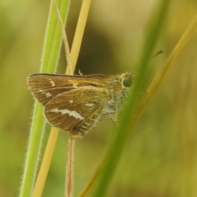 Taractrocera papyria (White-banded Grass-dart) at Lions Youth Haven - Westwood Farm - 30 Dec 2022 by HelenCross