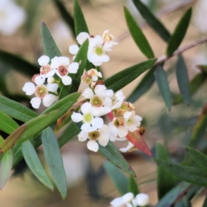 Sannantha pluriflora at Lochiel, NSW - 27 Dec 2022