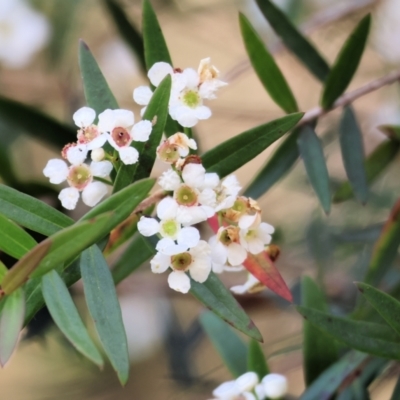 Sannantha pluriflora (Twiggy Heath Myrtle, Tall Baeckea) at Lochiel, NSW - 26 Dec 2022 by KylieWaldon