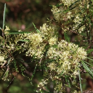 Lomatia myricoides at Lochiel, NSW - 27 Dec 2022 08:52 AM