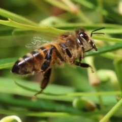 Apis mellifera (European honey bee) at Lochiel, NSW - 26 Dec 2022 by KylieWaldon