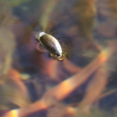 Gyrinidae sp. (family) (Unidentified whirligig beetle) at Yurammie State Forest - 27 Dec 2022 by KylieWaldon