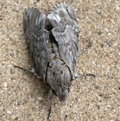 Psilogramma casuarinae (Privet Hawk Moth) at QPRC LGA - 30 Dec 2022 by Mavis