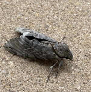 Psilogramma casuarinae at Jerrabomberra, NSW - 30 Dec 2022