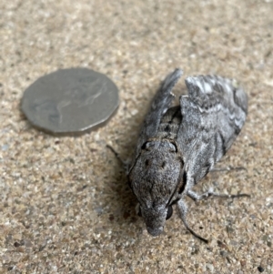 Psilogramma casuarinae at Jerrabomberra, NSW - suppressed