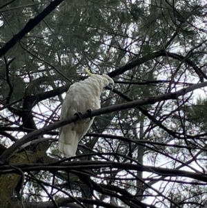 Cacatua galerita at Jerrabomberra, NSW - 30 Dec 2022