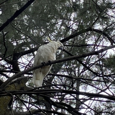 Cacatua galerita (Sulphur-crested Cockatoo) at Jerrabomberra Creek - 30 Dec 2022 by Mavis