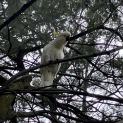 Cacatua galerita at Jerrabomberra, NSW - 30 Dec 2022 01:10 PM