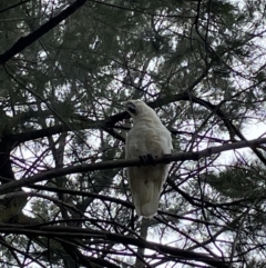 Cacatua galerita at Jerrabomberra, NSW - 30 Dec 2022