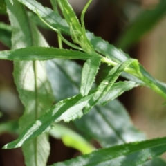 Senecio linearifolius at Lochiel, NSW - 27 Dec 2022 08:53 AM