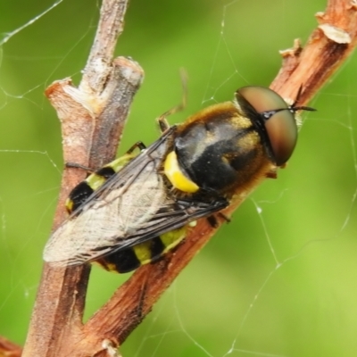 Odontomyia hunteri (Soldier fly) at Black Mountain - 30 Dec 2022 by JohnBundock