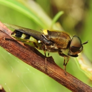 Odontomyia hunteri at Molonglo Valley, ACT - 30 Dec 2022