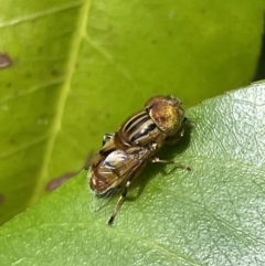 Eristalinus punctulatus (Golden Native Drone Fly) at Jerrabomberra, NSW - 30 Dec 2022 by Mavis