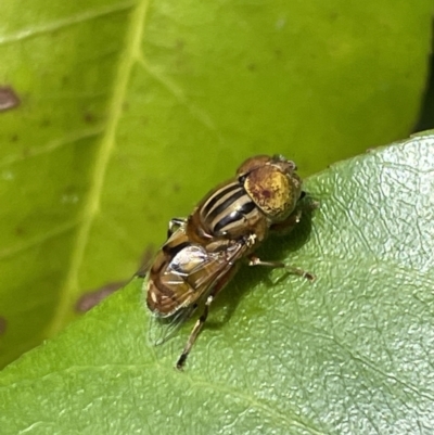 Eristalinus punctulatus (Golden Native Drone Fly) at QPRC LGA - 30 Dec 2022 by Mavis