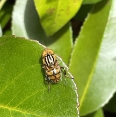 Eristalinus punctulatus at Jerrabomberra, NSW - suppressed