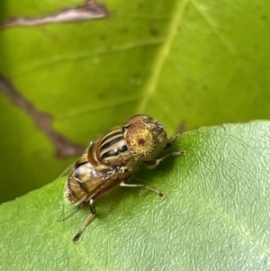 Eristalinus punctulatus at Jerrabomberra, NSW - suppressed