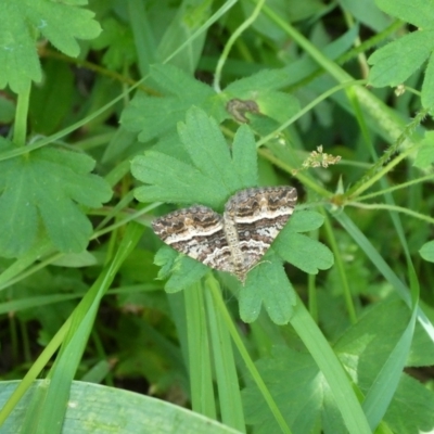 Chrysolarentia subrectaria (A Geometer moth) at QPRC LGA - 28 Feb 2021 by arjay