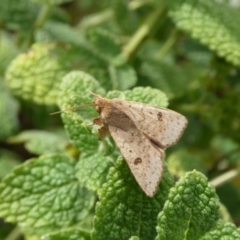 Helicoverpa (genus) (A bollworm) at QPRC LGA - 3 Mar 2021 by arjay