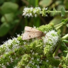 Helicoverpa (genus) at Charleys Forest, NSW - 3 Mar 2021