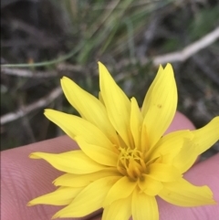 Microseris lanceolata (Yam Daisy) at Bimberi Nature Reserve - 7 Dec 2022 by Tapirlord