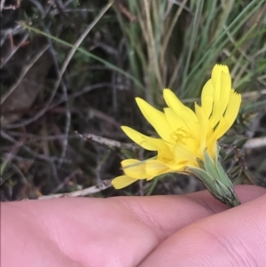 Microseris lanceolata at Brindabella, NSW - 7 Dec 2022