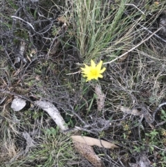 Microseris lanceolata at Brindabella, NSW - 7 Dec 2022