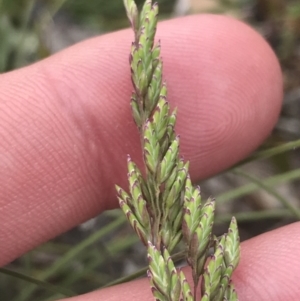 Poa sp. at Brindabella, NSW - 7 Dec 2022 01:30 PM