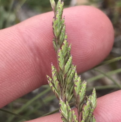 Poa (genus) (A Snow Grass) at Brindabella, NSW - 7 Dec 2022 by Tapirlord