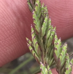 Poa sp. at Brindabella, NSW - 7 Dec 2022 01:30 PM