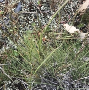 Poa sp. at Brindabella, NSW - 7 Dec 2022 01:30 PM