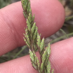 Poa sp. at Brindabella, NSW - 7 Dec 2022 01:30 PM