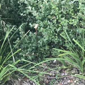 Gastrodia sesamoides at Garran, ACT - suppressed