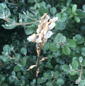 Gastrodia sesamoides at Garran, ACT - 7 Dec 2022