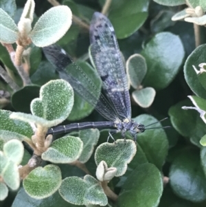 Glenoleon sp. (genus) at Garran, ACT - 7 Dec 2022 07:49 PM