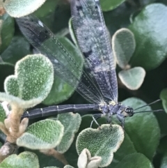 Glenoleon sp. (genus) at Garran, ACT - 7 Dec 2022 07:49 PM