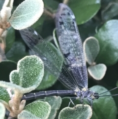 Glenoleon sp. (genus) at Garran, ACT - 7 Dec 2022