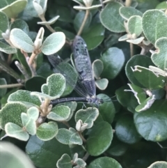 Glenoleon sp. (genus) at Garran, ACT - 7 Dec 2022