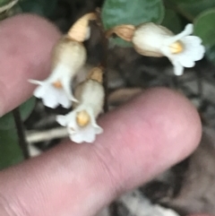 Gastrodia sesamoides (Cinnamon Bells) at Garran, ACT - 7 Dec 2022 by Tapirlord