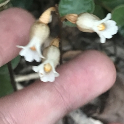 Gastrodia sesamoides (Cinnamon Bells) at Garran, ACT - 7 Dec 2022 by Tapirlord