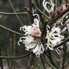 Hakea lissosperma (Needle Bush) at Namadgi National Park - 7 Dec 2022 by Tapirlord