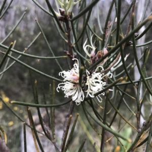 Hakea lissosperma at Cotter River, ACT - 7 Dec 2022