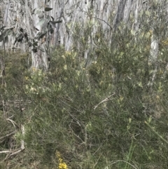 Hakea lissosperma at Cotter River, ACT - 7 Dec 2022