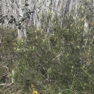 Hakea lissosperma at Cotter River, ACT - 7 Dec 2022