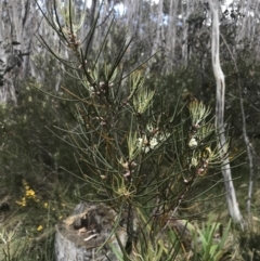 Hakea lissosperma at Cotter River, ACT - 7 Dec 2022