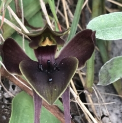 Chiloglottis valida (Large Bird Orchid) at Namadgi National Park - 7 Dec 2022 by Tapirlord