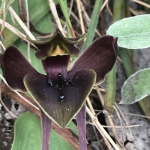 Chiloglottis valida at Cotter River, ACT - 7 Dec 2022