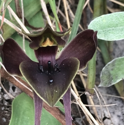 Chiloglottis valida (Large Bird Orchid) at Cotter River, ACT - 7 Dec 2022 by Tapirlord