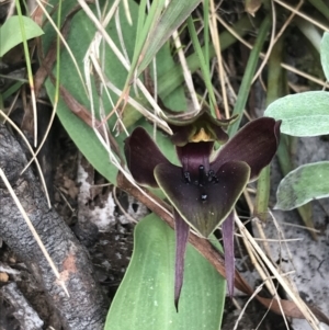 Chiloglottis valida at Cotter River, ACT - 7 Dec 2022