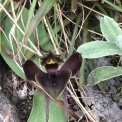 Chiloglottis valida at Cotter River, ACT - 7 Dec 2022